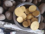 Sprzedam ziemniaki Gala kal 4,5+ towar raczej grubszy z jasnej ziemi twardy bez kiełka