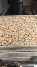 Sprzedam ziemniaki odmiana Queen Anna kaliber 35-45