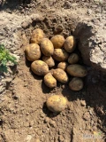 Witam sprzedam ziemniaki jadalne ilości tirowe  5+  oraz ziemniaki z lekkim parchem constance 