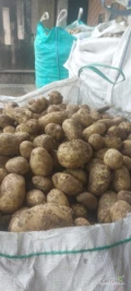 Sprzedam ziemniaka soraya duze ilości woreczek lub luz w skrzyniach lub big bag, kaliber do uzgodnienia.Tel. 510 120 914