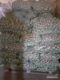 Sprzedam odpadowe ziemniaki . Czyste, bez zgniłych i kamieni. Spakowane we worki po 25 kilo. Naszykowane 2000 kg. Możliwość...