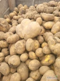 Sprzedam ziemniaki odpadowe.