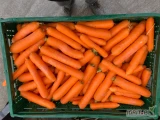 Sprzedam marchew kaliber 2-4, długość do 22/23 cm. Myta i szczotkowana, worek szyty lub inne opakowanie. tel. 5.1.3.4.3.3.2.3.8 