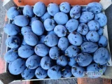 Продаем сливы Стенлей и Президент из Молдовы с доставкой в Польшу.