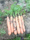 Sprzedam marchew odmiana nerac kał.handlowy 