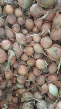 Kupię cebulę na obieranie ilości Tirowe okolice Strzelno, płatność gotówką od ręki 882 009 327 