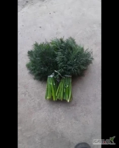 Sprzedam piekny KOPER koperek z importu. Wieloletnie doświadczenie. Stałe dostawy. Terminy płatności. Dostawa pod drzwi własnym transportem. Posiadam w ofercie również natkę oraz paradę z Egiptu. 