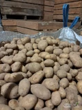 Sprzedam Ziemniak Jadalny Żółty Denar kal 45+ ilość 24ton opakowanie worek 15kg BB,Luz