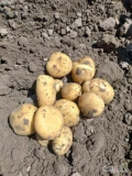 Sprzedam ziemniaki młode odmiana surmia i tonacja. Towar szykowany na bieżąco. Cena do uzgodnienia.