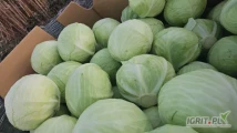Witam sprzedam Kapustę białą w Karton box market i przemysł zainteresowanych zapraszam