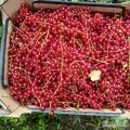 Porzeczka czerwona, ręczny zbiór do pudełek tekturowych 5 kg. Jednorazowy zbiór do 300 kg. Cena 6 zł za kilogram. Owoce dostępne do 10...