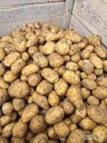 Sprzedam ziemniaki soraya, qeen anna  I red Sonia. Sortowane m, przebrane. W big bagu l. Duże ilości. 