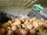 Witam. Sprzedam żółte ziemniaki odmiany Camelia i Soraya kaliber 6+. Ładny zdrowy gruby towar. Big bag lub luz. Więcej pod tel...