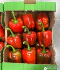 Sprzedam! Papryka czerwona i żółta - odmiana Callifornia (80+) - pod zamówienie, dostępne ilości paletowe oraz całosamochodowe.