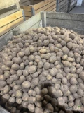 Sprzedam przebranego ziemniak z pryzmy, kaliber od 3,5 do 7 odmiana kareli. Ilość około 50 ton 