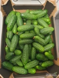 Sprzedam świeże ogórki gruntowe drobne 10 cm i większe marketowe , produkt krajowy Polska   .Zapraszamy do współpracy tel.kontaktowy...