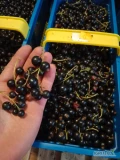 Sprzedam ręcznie zbieraną porzeczkę czarną odmiana Tihope 350kg odbiór. 26-804 14zł/kg