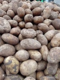 Sprzedam ziemniaki jadalne Queen Anne kal4.5 oraz okrągłe kal5.5 ilość tir worek lub big bag