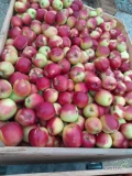 Sprzedam jabłko Ligol w skrzyniach -  cena do uzgodnienia 691 950 258