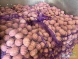 Sprzedam ziemniaki czerwone pakowane w worek szyty 10/15kg . Dostępne 25 ton 