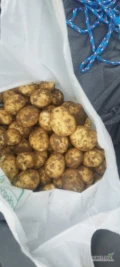 Nakopie ziemniaki młode na zamowienie, ziemniak polski bardzo smaczny, żółty. Do 1000kg. Możliwa stała współpraca.