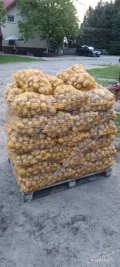 Naszykuje ziemniaki Riviera 50-350 worków pod zamówienie, +40, z jasnego piasku. Możliwy dowóz do 150 worków. Zapraszam