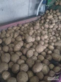 Sprzedam ziemniaka żółtego, ilości tirowe, opakowanie do uzgodnienia