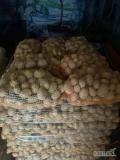 Sprzedam busowe oraz kilku tonowe ilości ziemniaka