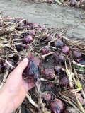 Sprzedam cebulę zimowa czerwoną. Kaliber pow 6+ zdrowa ,ładna łuska.