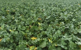 Jak przezimuje rzepak?