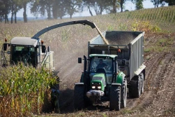 Kiszonka z kukurydzy