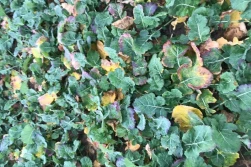 Jak zapewnić dłuższą dostępność azotu w glebie?