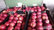 We have large quantities of apples for sale. We are the producers of apples in Poland. If you need to buy them, contact us on our email....