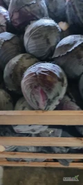 Sprzedam kapustę czerwoną 1.2-3kg.