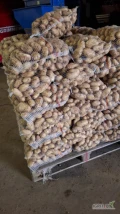 Sprzedam ziemniaki jadalne odmiany Arrow kaliber 45+ ładny gruby towar.