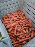Sprzedam marchew, kaliber 3+ 