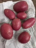 Sprzedam ilosci tirowe ziemniaka czerwonego Red Bullet w workach lub bb. Ladny zdrowy ziemnuak kopany na bieząco. Zapraszam.