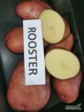 Na sprzedaż 500 ton ziemniaka - odmiana Rooster.