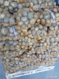 Sprzedam ziemniaki jadalne kaliber 50+ worek 15kg wiązany na paletach 1500 worków 