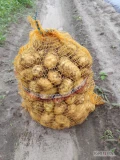 Do sprzedania ziemniaki Denar kopane na zamówienie okolice Płońska 
