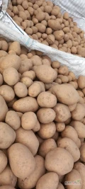 GPOiW kupi ziemniaka 50+ ilości tirowe zdrowy przesortowany towar z jasnej ziemi po szczotce z dostawą do 84-100 Puck 