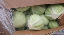 Witam sprzedam kapuste białą w karton bok od 1-4 kg ilość tirowa zainteresowanych zapraszam i posiadam jedno auto na przemysł 