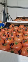 Posiadam na sprzedaż pomidora malinowego ilości paletowe 
