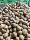 Sprzedam ziemniaki Soraya Lily kaliber 35-50 pakowane w bb lub worek. Dostępne ogółem 30 ton.