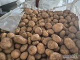 Sprzedam JURKA . Ziemniak gruby z jasnej gleby. 
