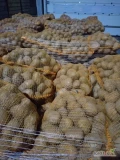 Sprzedam ziemniaki Michalina 50+ . Z jasnej ziemi. Worek, luz lub big bag. Kalisz 