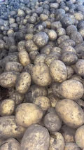 Sprzedam ziemniak Colombo z zaschniętą skórką ilości tirowe, certyfikat bez pozostałości od 4,5 cm do 8 cm, bez parcha nadaje się na...