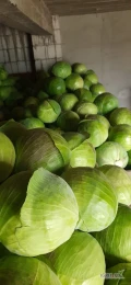 Sprzedam kapuste białą kaliber 2-5kg odmiany zimowe cięta przed mrozami czysta, zdrowa (przechodzi badania na pozostałość) ilość tir...