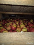 Sprzedam drobne jablko red cap i szampion 6-7 