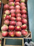 Sprzedam, naszykuje w karton jabłka LOBO, LIGOL, PRINCE